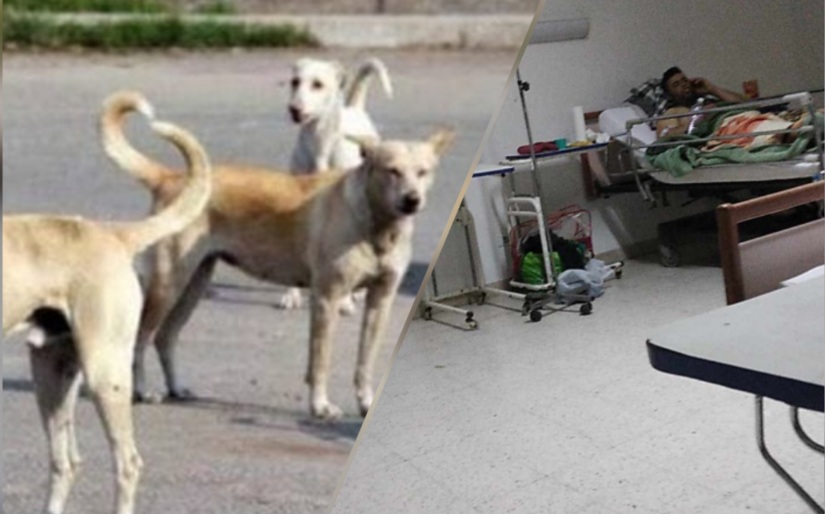 منزل بورقيبة.. كلاب سائبة تحيل شابا على المستشفى
